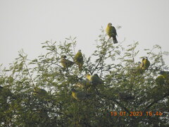 Treron phoenicopterus