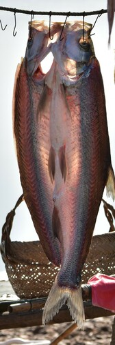 Topmouth Culter