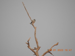 Streptopelia tranquebarica