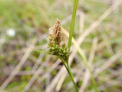 Carex flaviformis