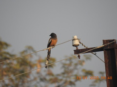 Dendrocitta vagabunda