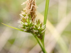 Carex flaviformis