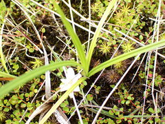 Carex flaviformis