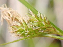 Carex flaviformis
