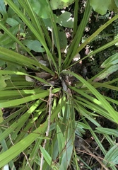 Cordyline pumilio