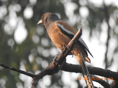 Dendrocitta vagabunda