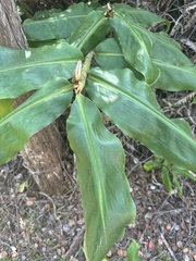Hedychium