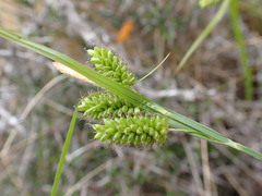 Carex flaviformis