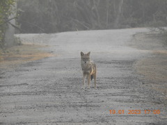 Canis aureus indicus