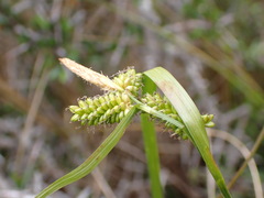 Carex flaviformis