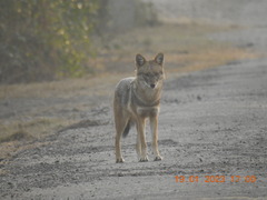 Canis aureus indicus