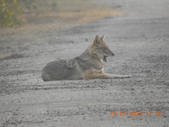 Canis aureus indicus