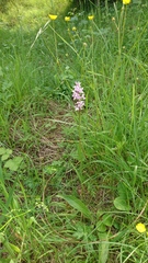 Dactylorhiza