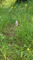 Dactylorhiza