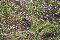 Certhionyx variegatus