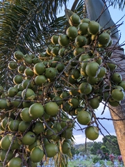 Arecoideae