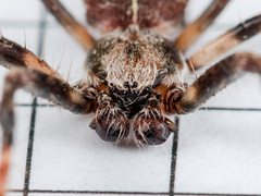 Araneus tartaricus