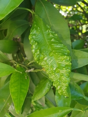 Trioza erytreae
