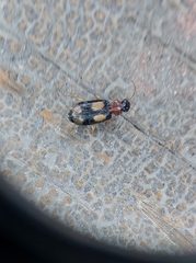 Dromius quadrimaculatus
