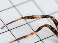 Araneus tartaricus