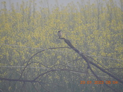 Saxicola maurus
