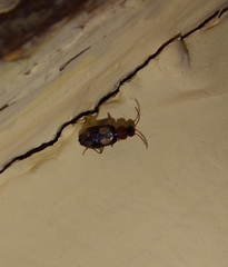 Dromius quadrimaculatus