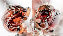 Araneus tartaricus