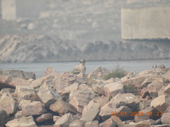 Esacus recurvirostris