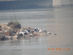 Himantopus himantopus