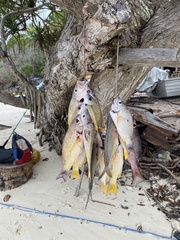 Lutjanus ehrenbergii