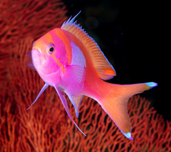 Pseudanthias pleurotaenia