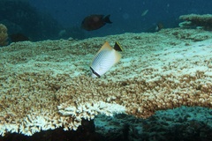 Chaetodon trifascialis