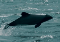 Cephalorhynchus hectori
