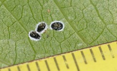 Aleurocanthus spiniferus