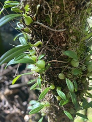 Bulbophyllum exiguum