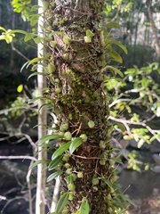 Bulbophyllum exiguum