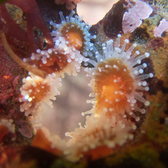 Corynactis californica