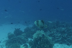 Pseudobalistes flavimarginatus