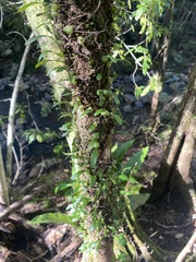 Bulbophyllum exiguum