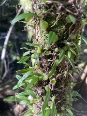 Bulbophyllum exiguum