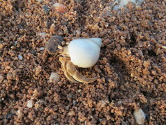 Coenobita variabilis