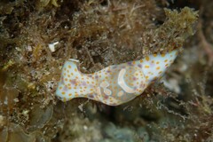 Lamprohaminoea cymbalum