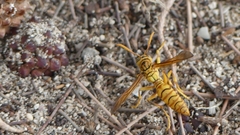Polistes olivaceus