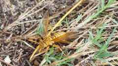 Polistes olivaceus
