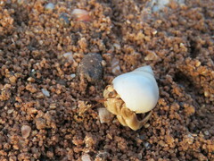 Coenobita variabilis