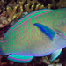 Festive Parrotfish - Photo (c) Wayne and Pam Osborn, some rights reserved (CC BY-NC), uploaded by Wayne and Pam Osborn
