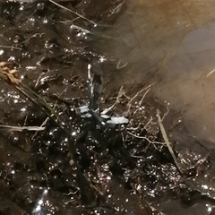 Palpopleura portia