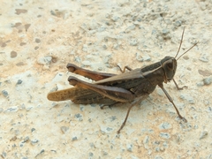 Eyprepocnemis plorans