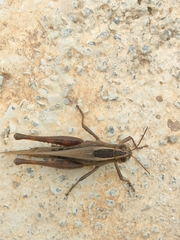 Eyprepocnemis plorans