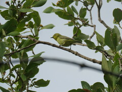 Zosterops luteus
